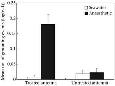 Frontiers Potential Pain In Fish And Decapods Similar Experimental